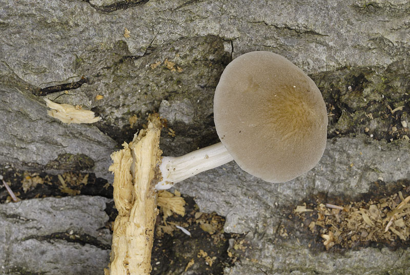 Pluteus plautus